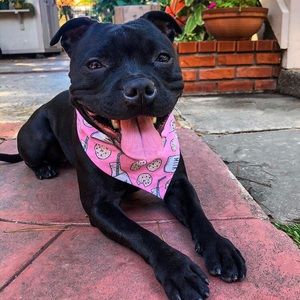 Cute Dog Bandana Milk & Cookies
